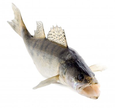 Zander